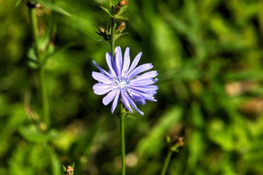 Yaz tarlasında yetişen hindiba çiçeği.