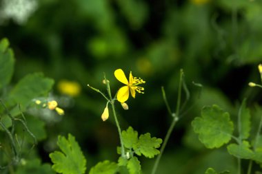 Chelidonium. Tarla çiçeği. Yaz tarlasında yetişen çiçek celandine.