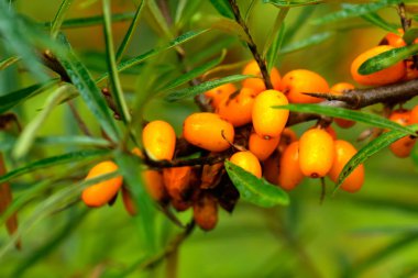 Bir yaz bahçesinde büyüyen deniz dikeni meyveleri.