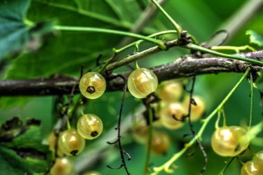 Bir yaz bahçesinde büyüyen beyaz frenk üzümü çilek.