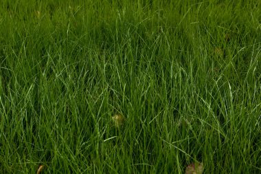 Bir bahar çayırında yetişen genç yeşil çimenler. Doku.