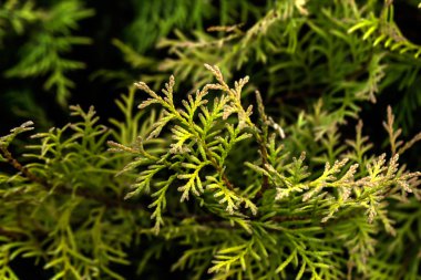 Bir sonbahar bahçesinde büyüyen thuja yaprakları.