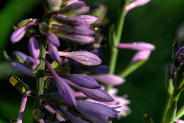 Květina Hosta Roste Letní Zahradě — Stock fotografie