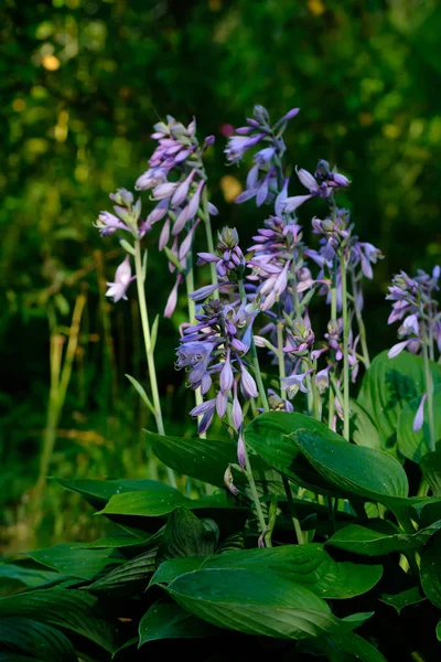 Kwiat Hosta Rośnie Ogrodzie Letnim — Zdjęcie stockowe