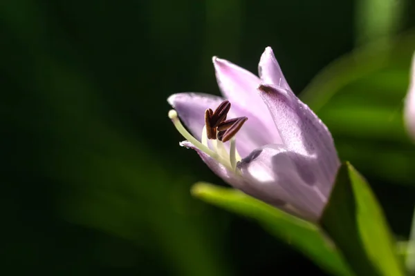 Květina Hosta Roste Letní Zahradě — Stock fotografie