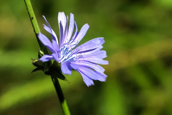 Kwiat Cykorii Rośnie Polu Letnim — Zdjęcie stockowe