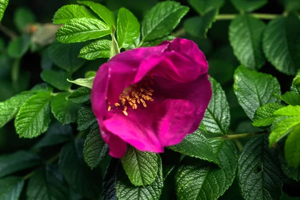 Rostlina Dogrose Letním Lese — Stock fotografie