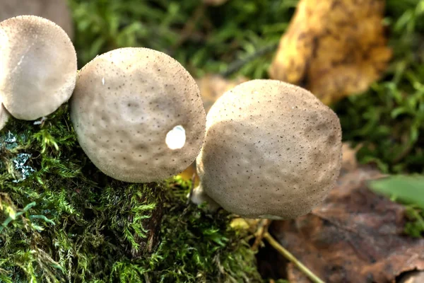 Champiñones Lycoperdon Madera Verano Seta Bolita Que Crece Madera Veraniega —  Fotos de Stock