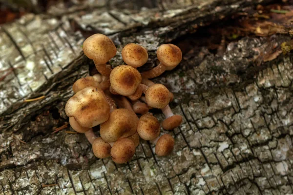 Cogumelos Mel Agarics Que Cresce Madeira Outono — Fotografia de Stock