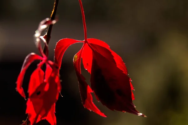 Parthenocissus Trädgårdsväxt Röda Blad Creeper Växer Höst Trädgård — Stockfoto
