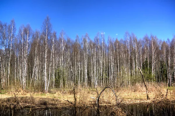 Die Birken Die Frühlingswald Wachsen — Stockfoto