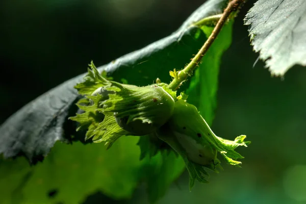 Nuts Filbert Growing Autumn Wood — Stock Photo, Image