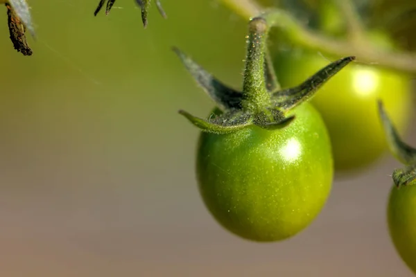 Green Unripe Tomatoes Growing Summer Kitchen Garden — Stock Photo, Image