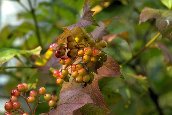 Sonbahar Ağacında Yetişen Guelder Gül Meyveleri — Stok fotoğraf