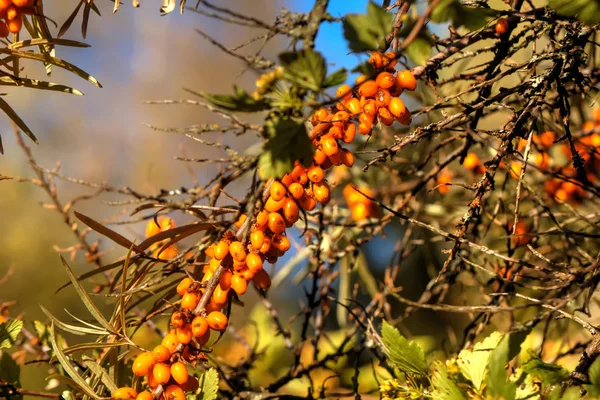 Bessen Van Duindoorn Groeien Een Zomertuin — Stockfoto