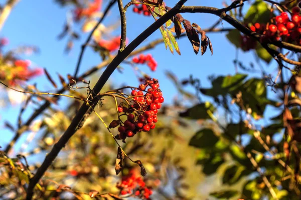 Sonbahar Ağacında Yetişen Dağ Külünün Meyveleri — Stok fotoğraf