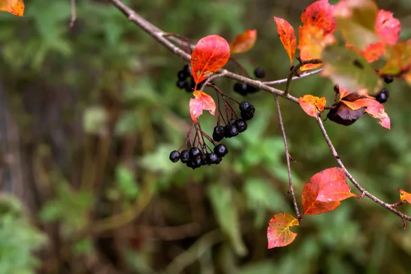 庭の木秋の庭で育つ黒果実の山灰の果実 — ストック写真