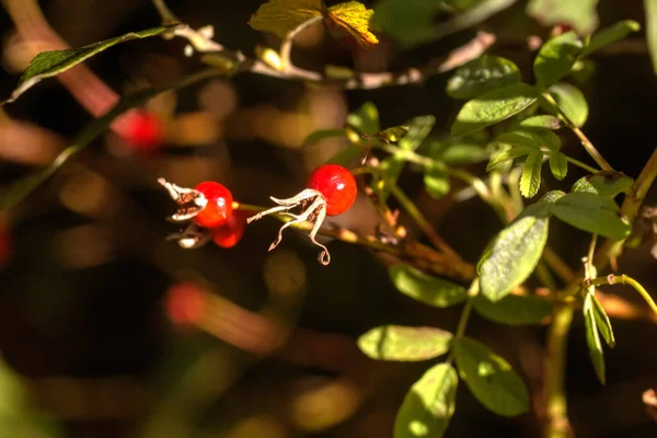 Rosa Canina Orman Bitkileri Sonbahar Ağacında Yetişen Köpek Gülü Meyveleri — Stok fotoğraf