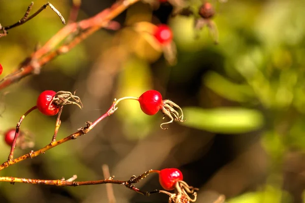 Rosa Canina Orman Bitkileri Sonbahar Ağacında Yetişen Köpek Gülü Meyveleri — Stok fotoğraf