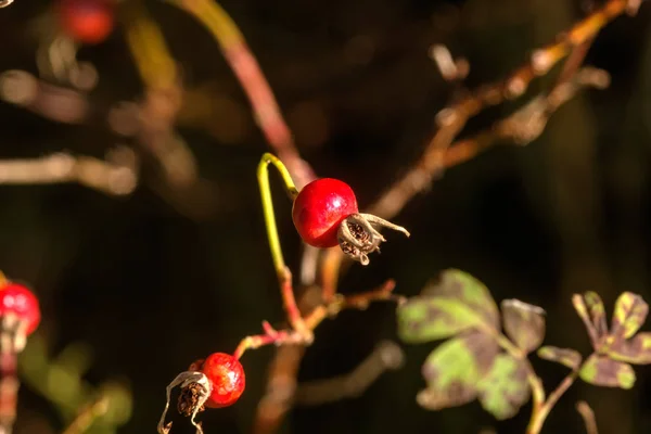 Rosa Canina Orman Bitkileri Sonbahar Ağacında Yetişen Köpek Gülü Meyveleri — Stok fotoğraf