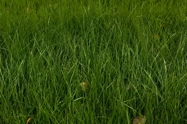 Das Junge Grüne Gras Das Auf Einer Frühlingswiese Wächst Textur — Stockfoto