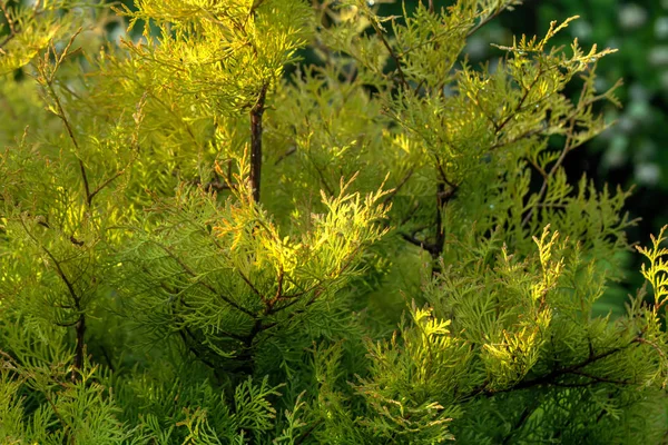 Leaves Thuja Growing Autumn Garden — Stock Photo, Image