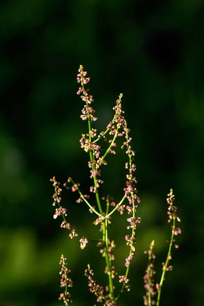 ルメックスフィールドプラント 夏の草原に育つソルの花 — ストック写真