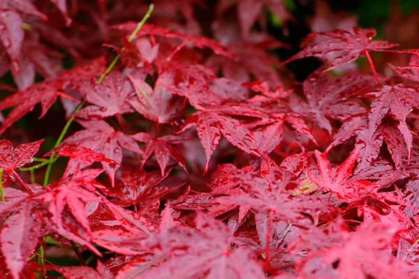 Red leaves of the Japanese maple growing in a summer garden.