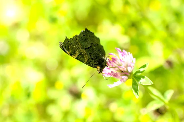蝴蝶瓦内萨尼奥田野花 一只蝴蝶孔雀眼坐在生长在夏日草地上的花上 — 图库照片
