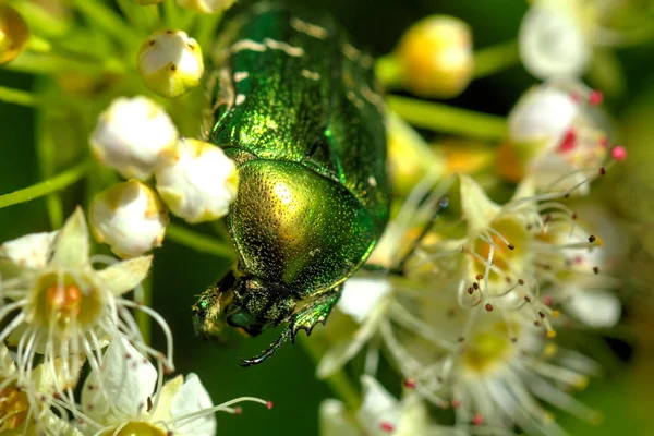 切托尼纳田野花 坐在生长在夏天草地上的花上的小提琴甲虫 — 图库照片