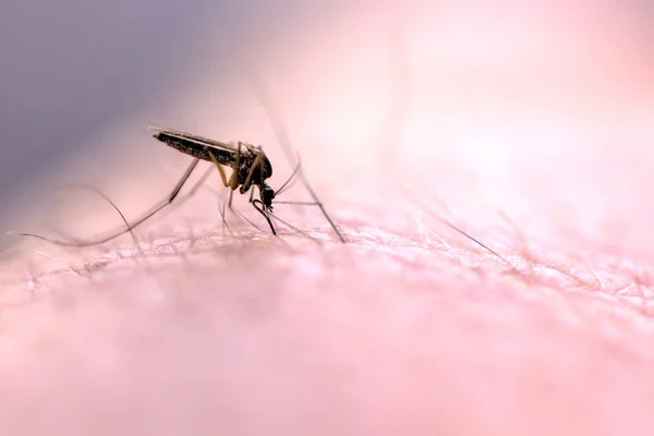 Mosquito Que Chupa Sangre Mano Persona —  Fotos de Stock