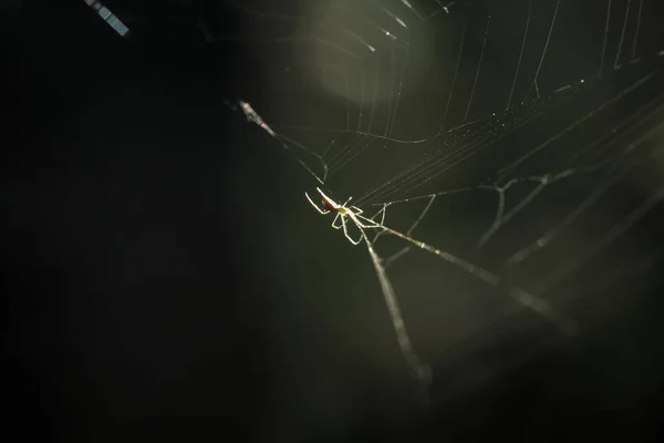 Spider Síť Lese Pavouk Který Visí Pavučině Visící Letním Lese — Stock fotografie