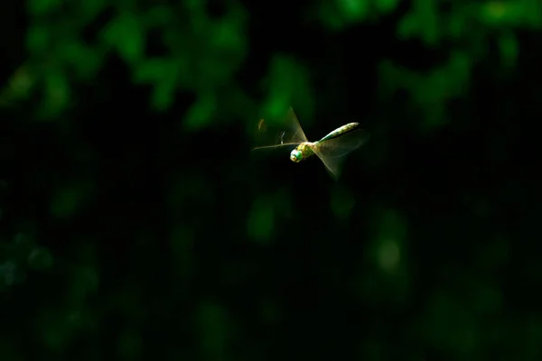 Grandes Libélulas Prado Verão Libélula Aeshna Voando Sobre Uma Superfície — Fotografia de Stock