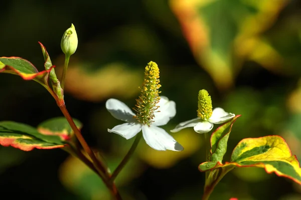 夏の庭で育つハウトゥイニアの花 ストック写真