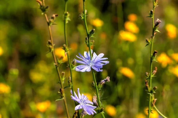 Die Chicorée Blume Die Auf Dem Sommerfeld Wächst Stockfoto