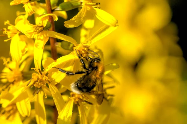 Abelha Sentada Uma Flor Campo Prado Verão — Fotografia de Stock