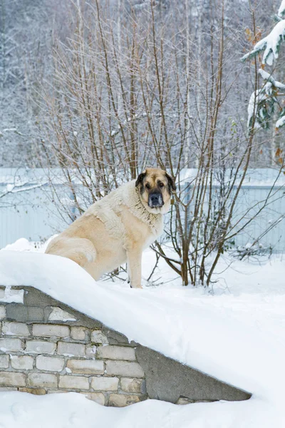 Duży pies siedzi w wśród zaspy śniegu — Zdjęcie stockowe