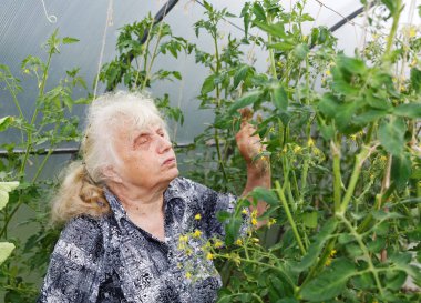 gri saçlı büyükanne bir sera bush domates dikkate alır.