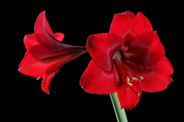 Flor vermelha close-up em um fundo preto — Fotografia de Stock