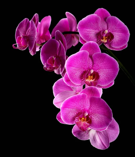 Fioletowe orchidea na czarnym tle — Zdjęcie stockowe