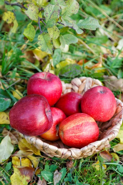 Jabłka w wiklinowym koszu wśród opadłych liści — Zdjęcie stockowe