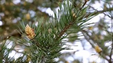 bahar gününde bir koni ile çam dalı