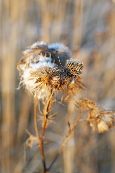 Dry thistles illuminated by the sun in the autumn day — Stock Photo, Image
