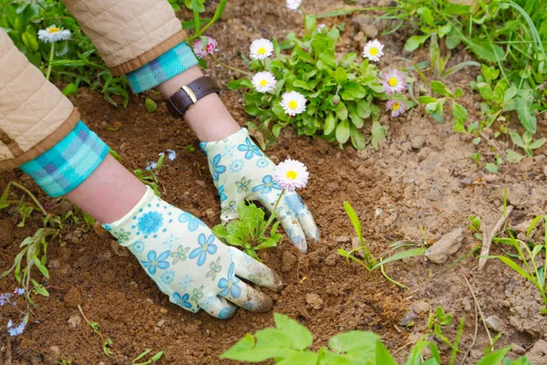 女性の手が植える花のクローズ アップ — ストック写真