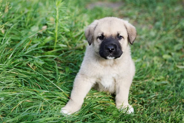 Yeşil çimenlerin üzerinde İspanyol mastiff, köpek yavrusu — Stok fotoğraf