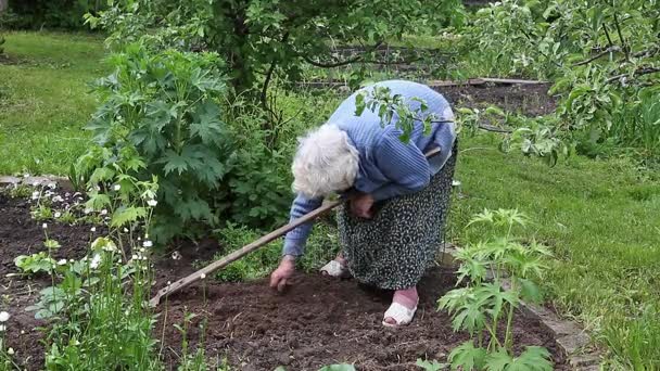 Den gamla kvinnan är att gräva i trädgården — Stockvideo