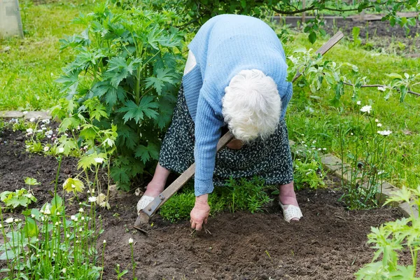 La anciana con un helicóptero trabaja en un huerto — Foto de Stock