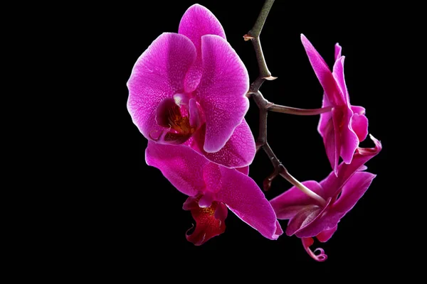 Violette Orchidee auf schwarzem Hintergrund — Stockfoto