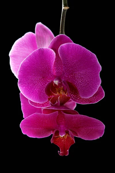 Fioletowe orchidea na czarnym tle — Zdjęcie stockowe
