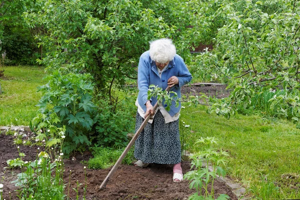 De oude vrouw met een helikopter werkt in een moestuin — Stockfoto